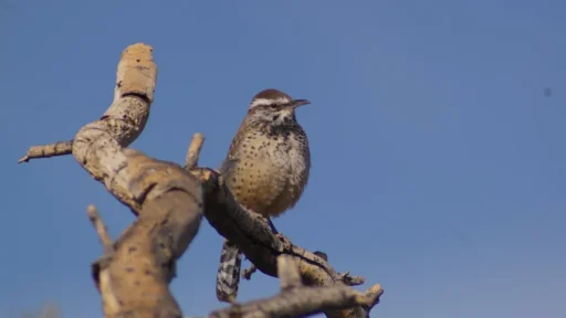 Desert Birds: The Ultimate Guide to Sand Dwellers