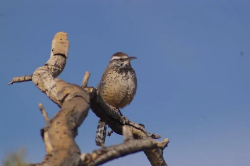 Desert Birds: The Ultimate Guide to Sand Dwellers