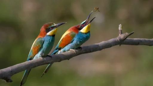 Do Birds Eat Bees? The Answer Will Amaze You