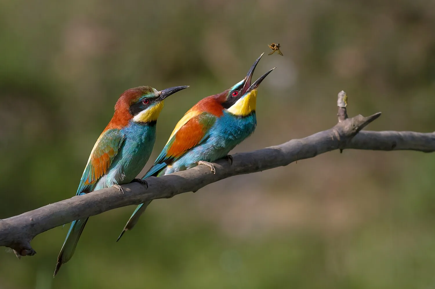 Do Birds Eat Bees? The Answer Will Amaze You