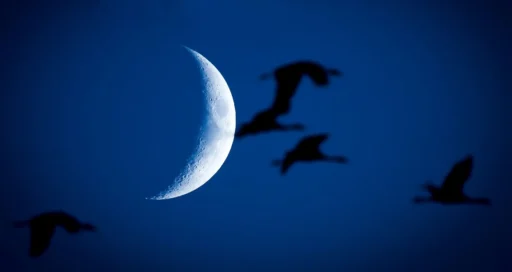 Do Birds Fly at Night? Understanding Nocturnal Bird Behavior