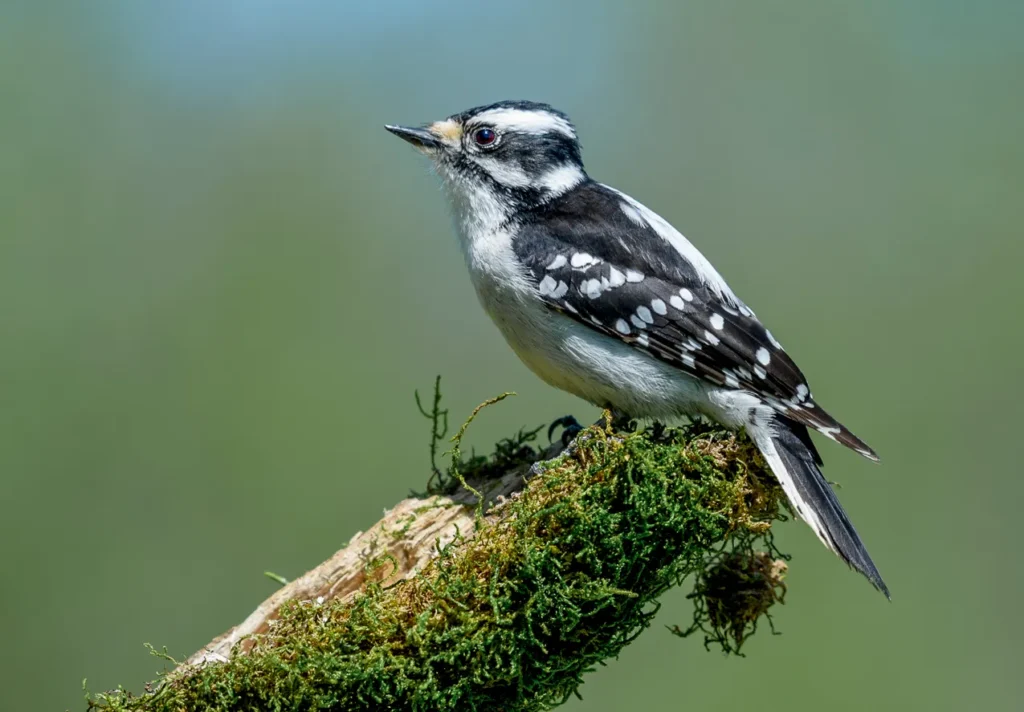 Downy Woodpecker - Top 10 Black and White Birds You Can Spot in Your Backyard