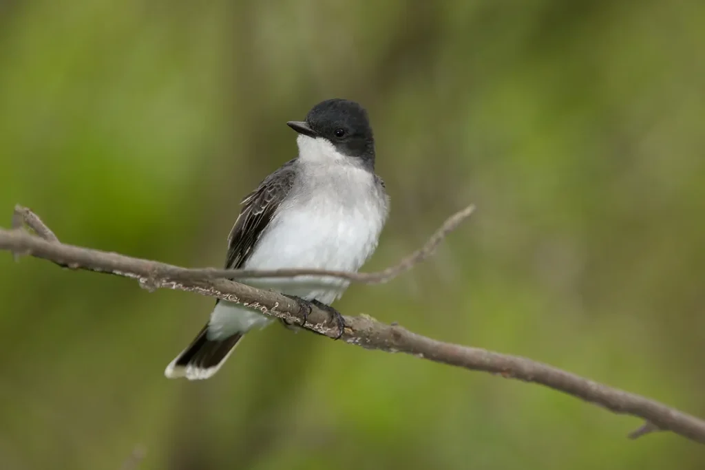 Eastern Kingbird - Top 10 Black and White Birds You Can Spot in Your Backyard