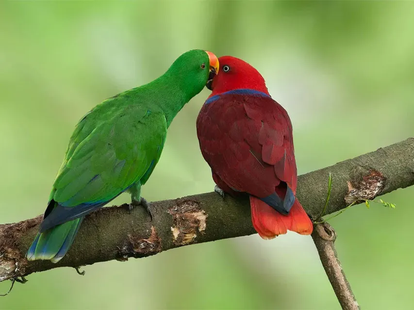 Eclectus Parrots