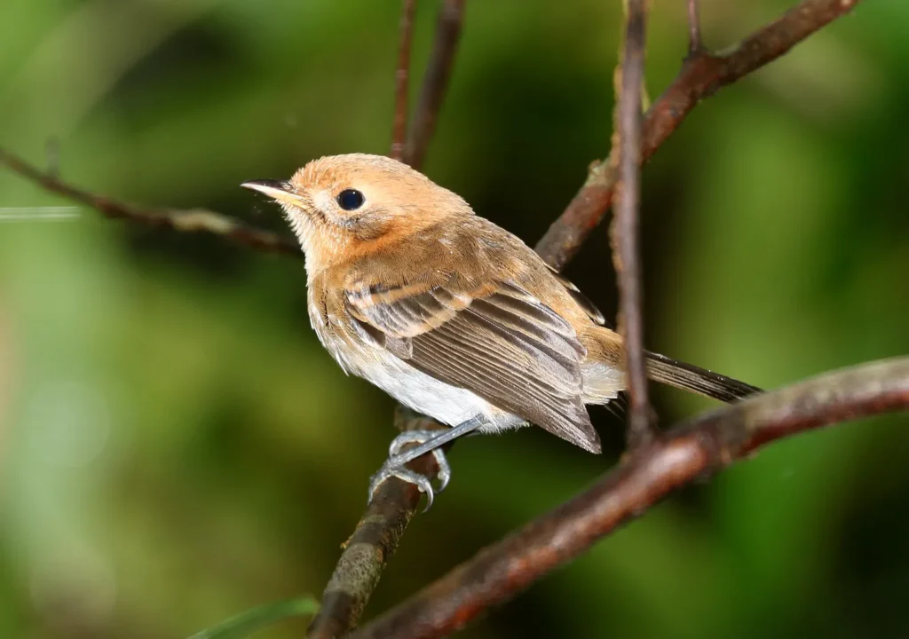 Elepaio (Chasiempis ibidis) - Top 10 Endemic Birds of Oahu