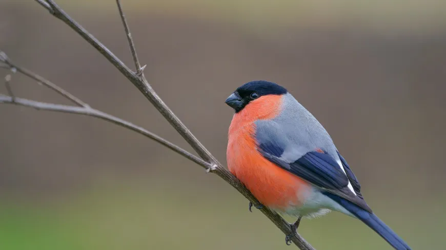 Eurasian Bullfinch