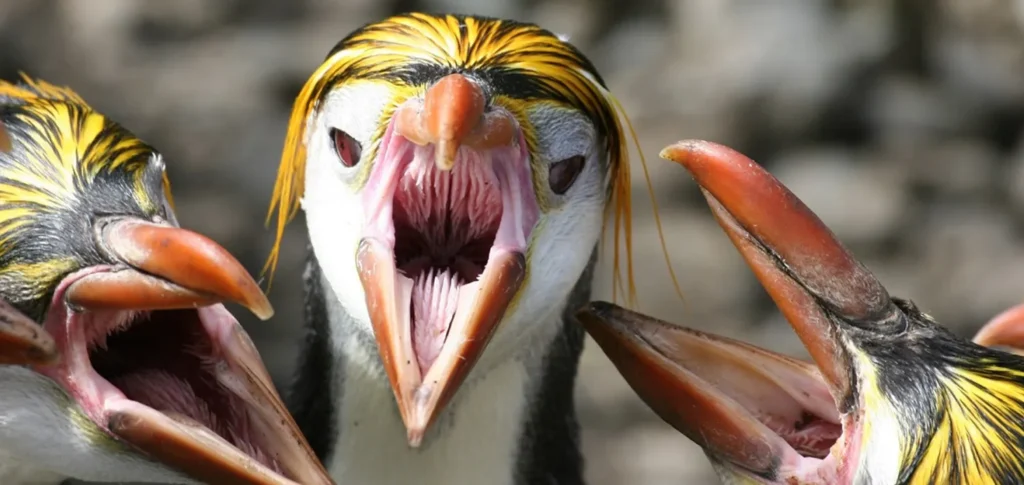 Exploring the Penguin Mouth: An Unexpected Complexity