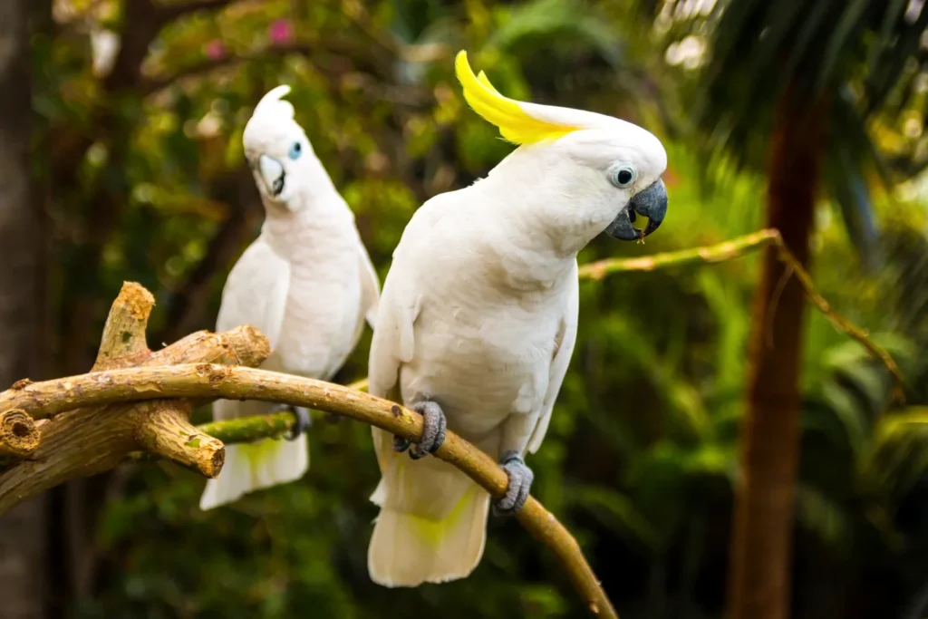 Factors Influencing Cockatoo Purchase Price