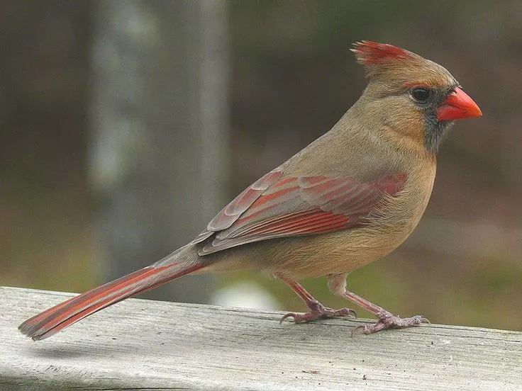 Female Cardinal Bird