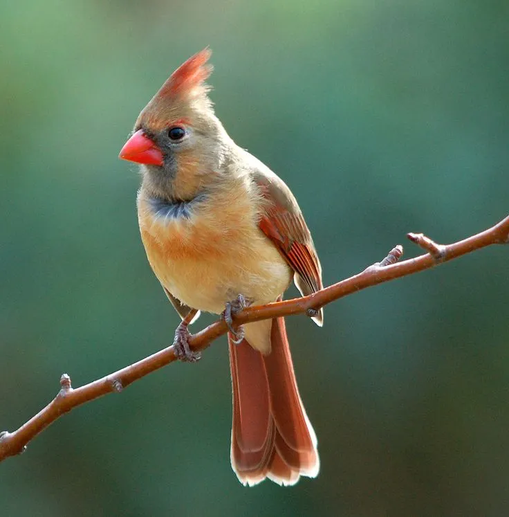 Female Cardinal Birds Habitat