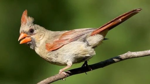 Female Cardinal Birds: Identification, Behavior, Habitat, and More