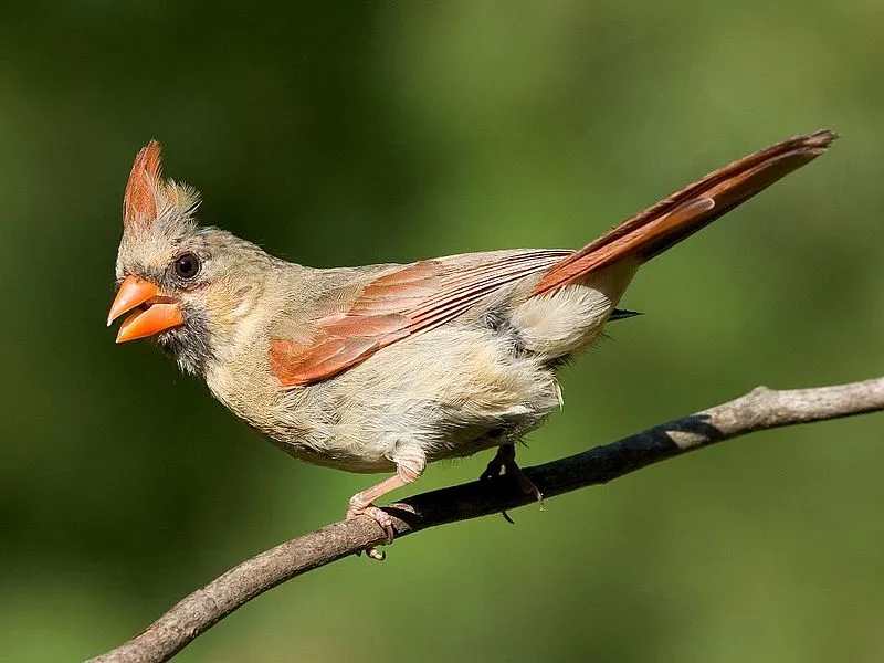 Female Cardinal Birds: Identification, Behavior, Habitat, and More