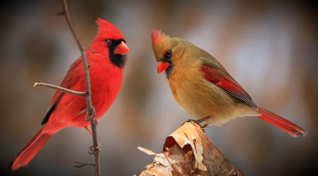 Female Cardinal Courtship