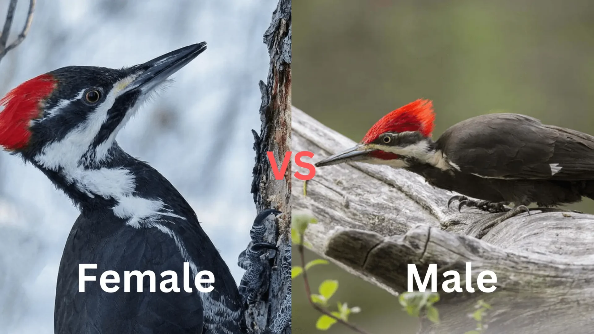 Female Woodpecker vs Male: How to Tell the Difference (Easy)