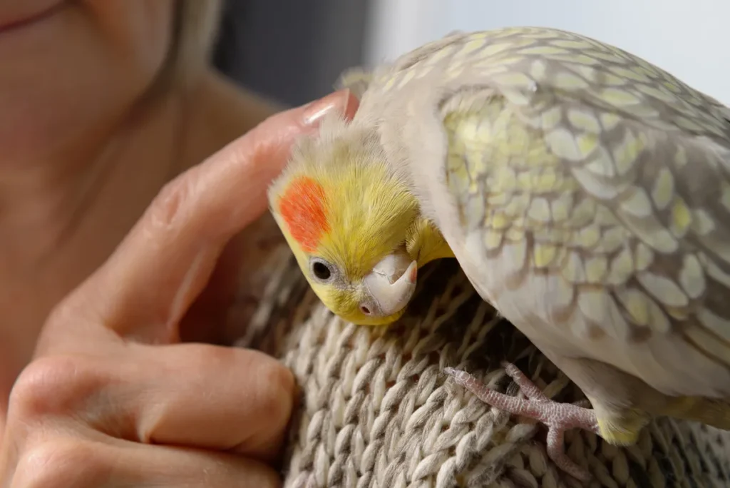 Fostering Socialization with Your Cinnamon Cockatiel