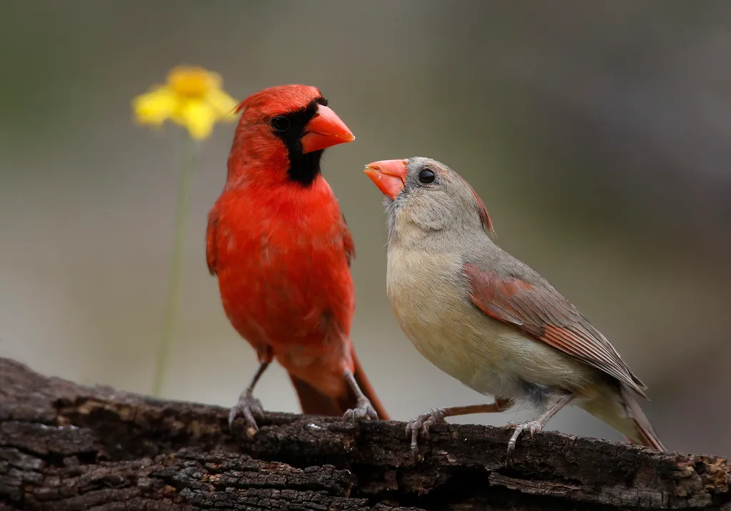 Fun Facts and Trivia About the Northern Cardinal