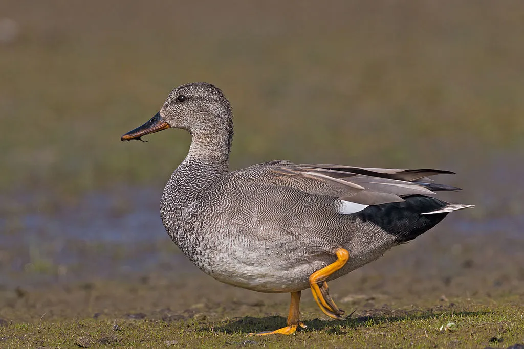 Gadwall (Mareca strepera) - Spanish Ducks