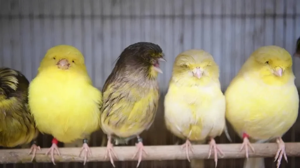 Gloster Canary: Health and Common Issues