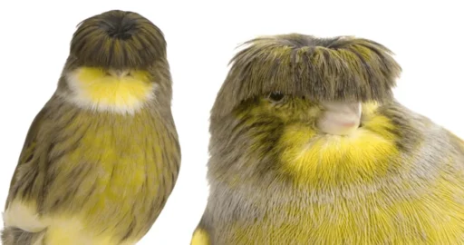 Gloster Canary: The Tiny Bird With a Beatles Haircut