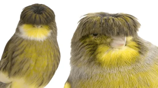 Gloster Canary: The Tiny Bird With a Beatles Haircut