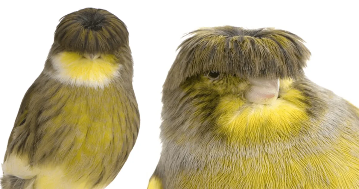 Gloster Canary: The Tiny Bird With a Beatles Haircut