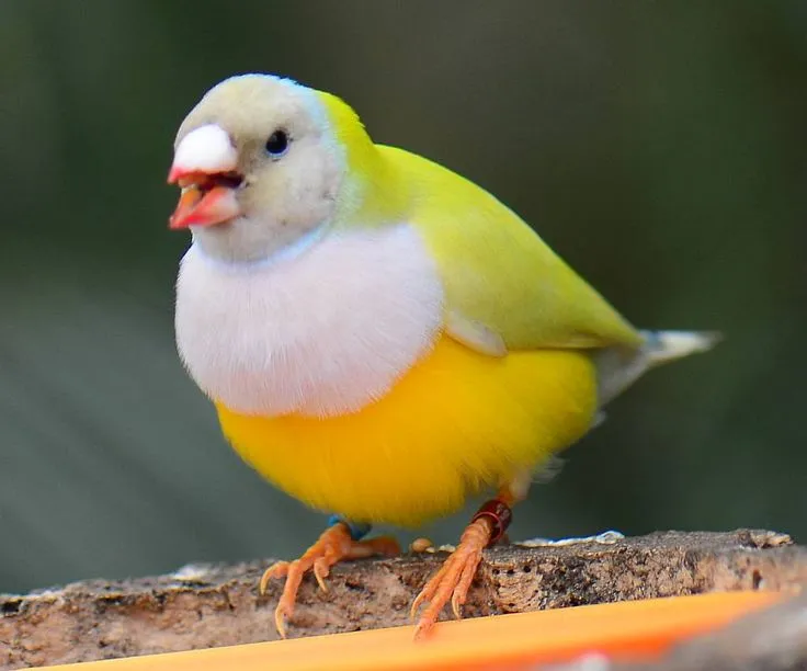 Gouldian Finch