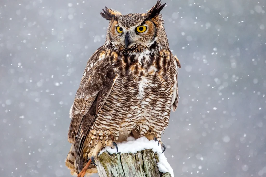 Great Horned Owl - Texas Birds of Prey