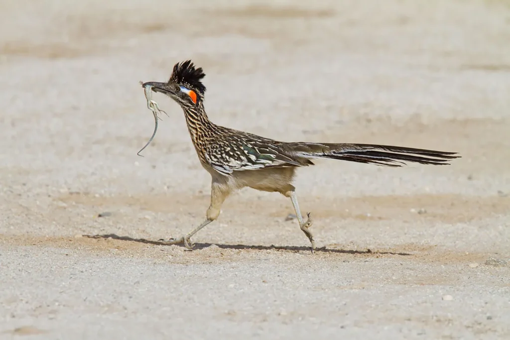 Greater Roadrunner