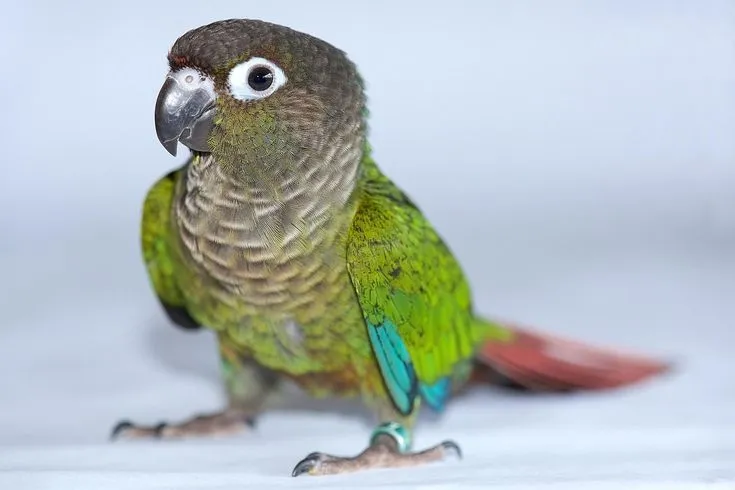 Green-Cheeked Conures