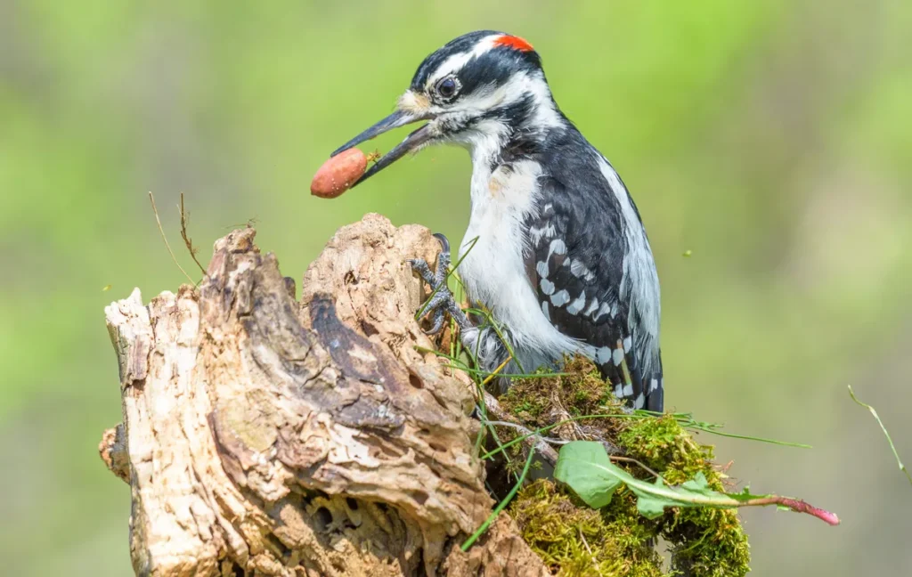 Hairy Woodpecker