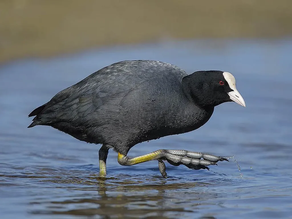 Hawaiian Coot (Fulica alai) - Top 10 Endemic Birds of Oahu