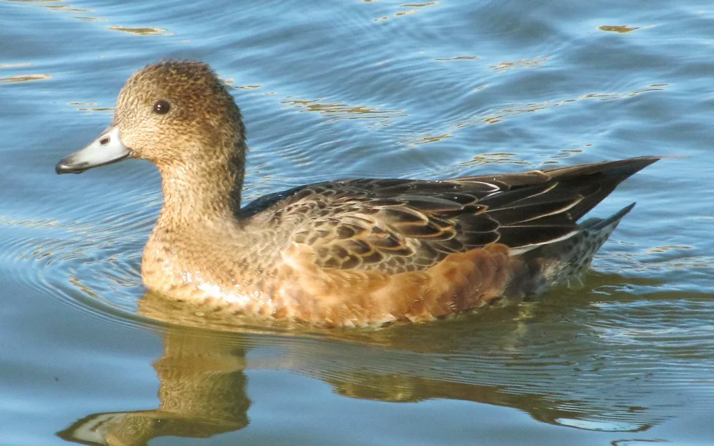 Hawaiian Duck (Anas wyvilliana) - Top 10 Endemic Birds of Oahu