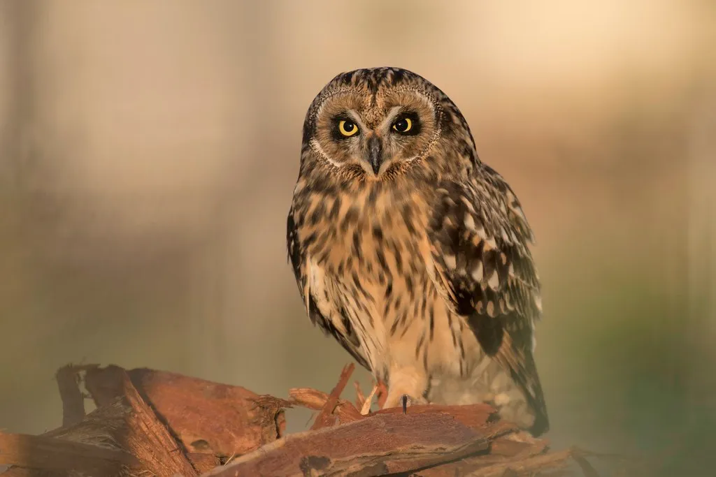 Hawaiian Short-eared Owl (Pueo) (Asio flammeus sandwichensis) - Top 10 Endemic Birds of Oahu