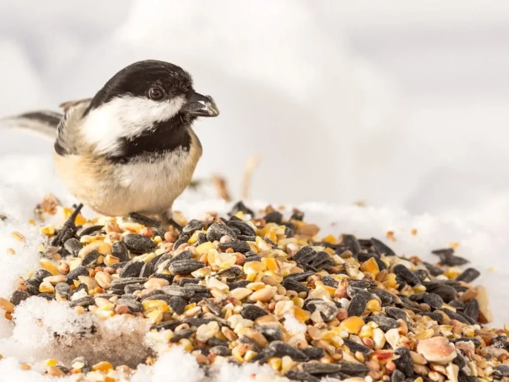 Healthier Alternatives to Popcorn for Birds