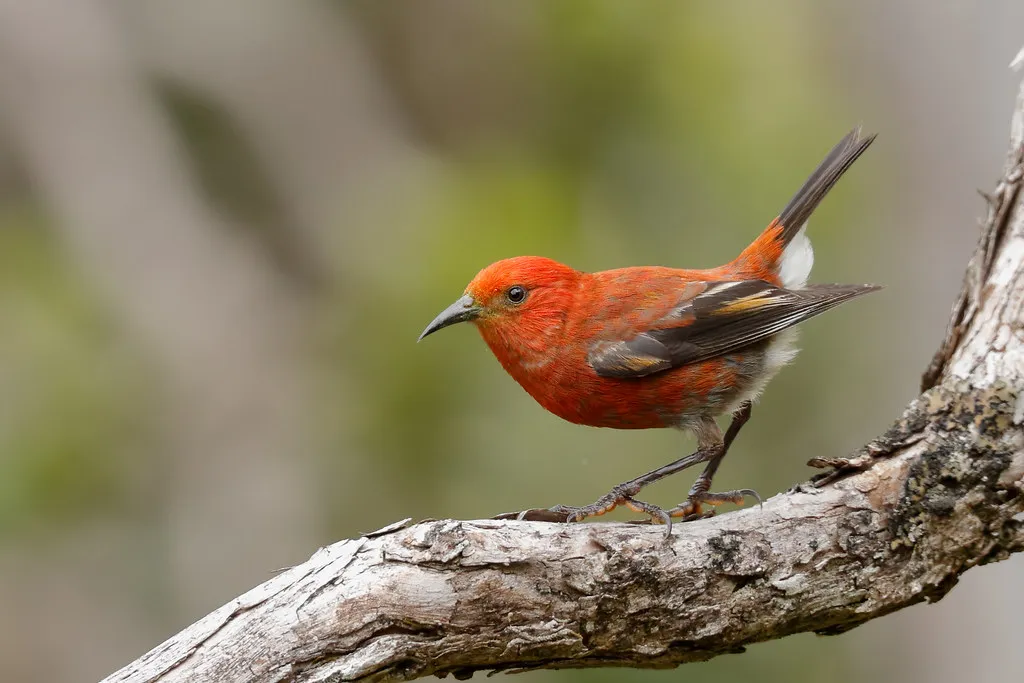 Himatione sanguinea - Top 10 Endemic Birds of Oahu