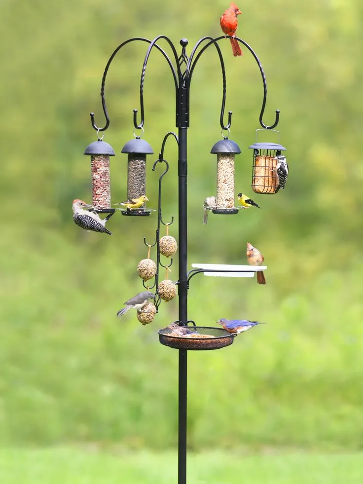 How to Feed Chia Seeds to Birds