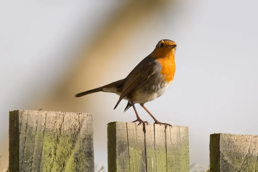 How to Invite Round Birds to Your Yard