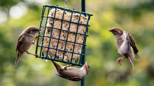 How to Make Homemade Bird Suet: Easy Recipes to Attract Birds