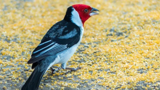 How to Use Cracked Corn in Your Bird Feeder: A Complete Guide