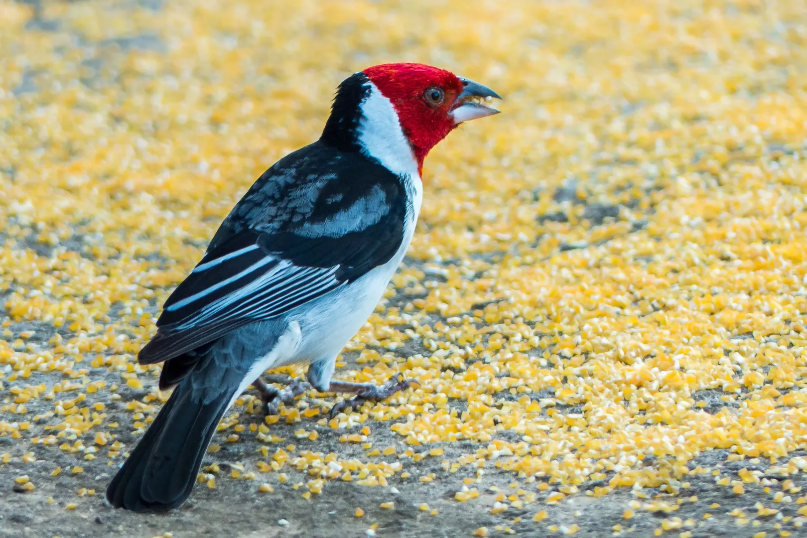 How to Use Cracked Corn in Your Bird Feeder: A Complete Guide