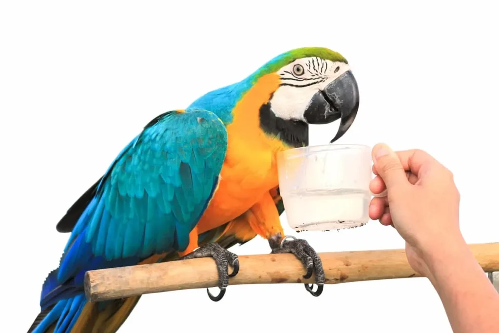 Hydration: Keep That Water Fresh - What Do Macaws Eat?