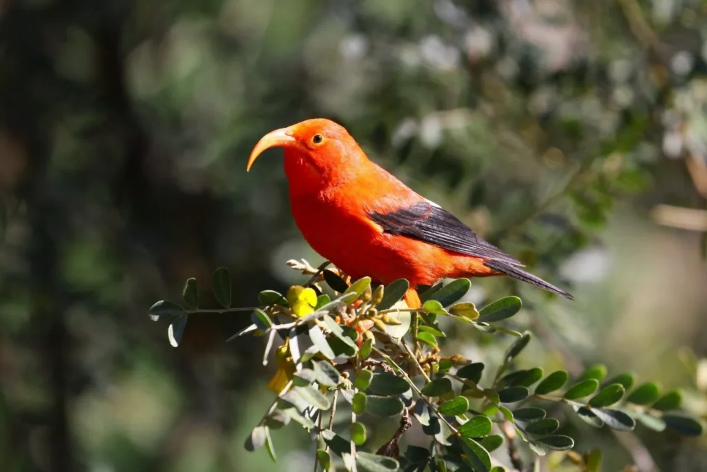 Iiwi (Drepanis coccinea) - Top 10 Endemic Birds of Oahu