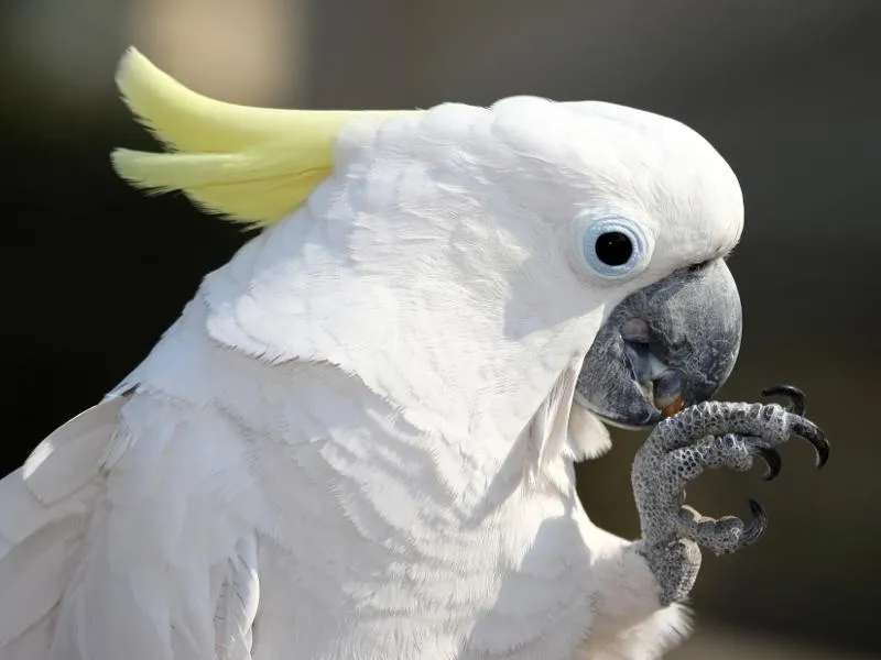 Is a Cockatoo Worth the Investment?