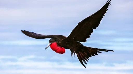 Iwa Bird: Hawaii's Master of Ocean Flight