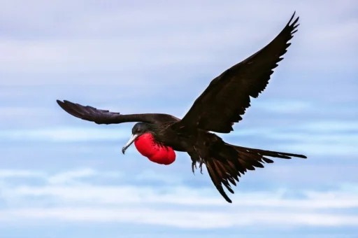 Iwa Bird: Hawaii's Master of Ocean Flight