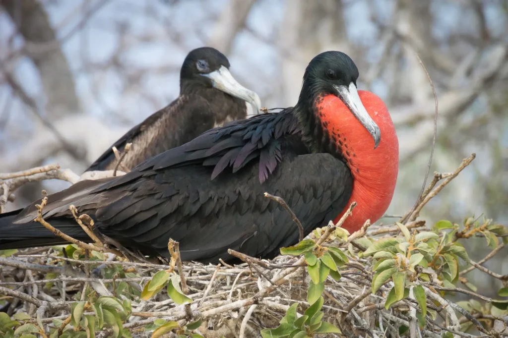 Iwa birds: Courtship and Nesting Rituals: An Ornithological Spectacle