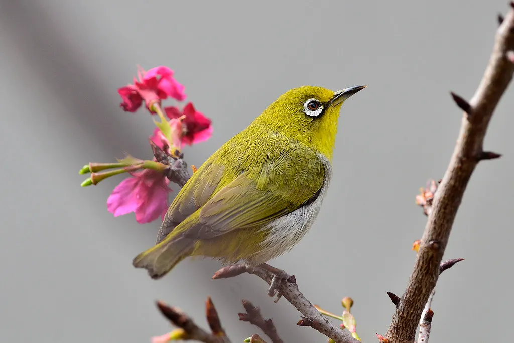 Japanese White-Eye