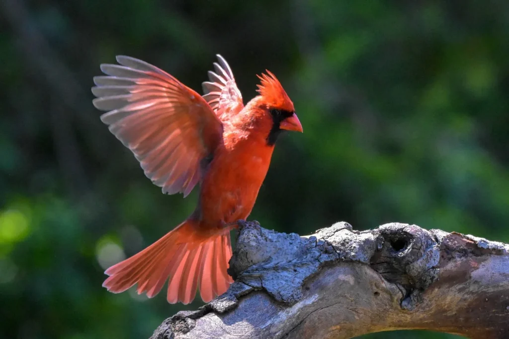 Kentucky's beloved state bird