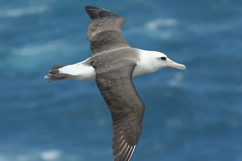 Laysan Albatross (Phoebastria immutabilis) - Top 10 Endemic Birds of Oahu