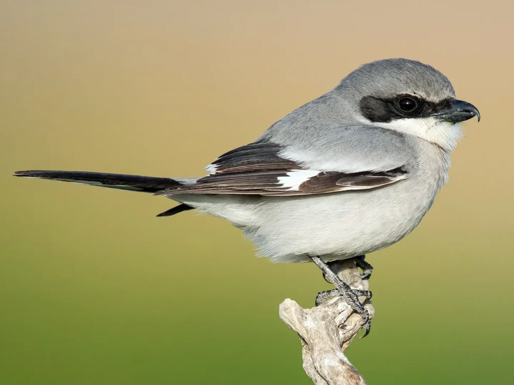 Loggerhead Shrike - Top 10 Black and White Birds You Can Spot in Your Backyard